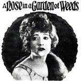 A Rose In A Garden Of Weeds Sheet Music