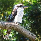 Kookaburra Sits In The Old Gum Tree 