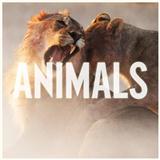 Maroon 5 Animals cover art