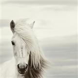 Cover Art for "Mi Caballo Blanco (My White Horse)" by Chilean Folksong